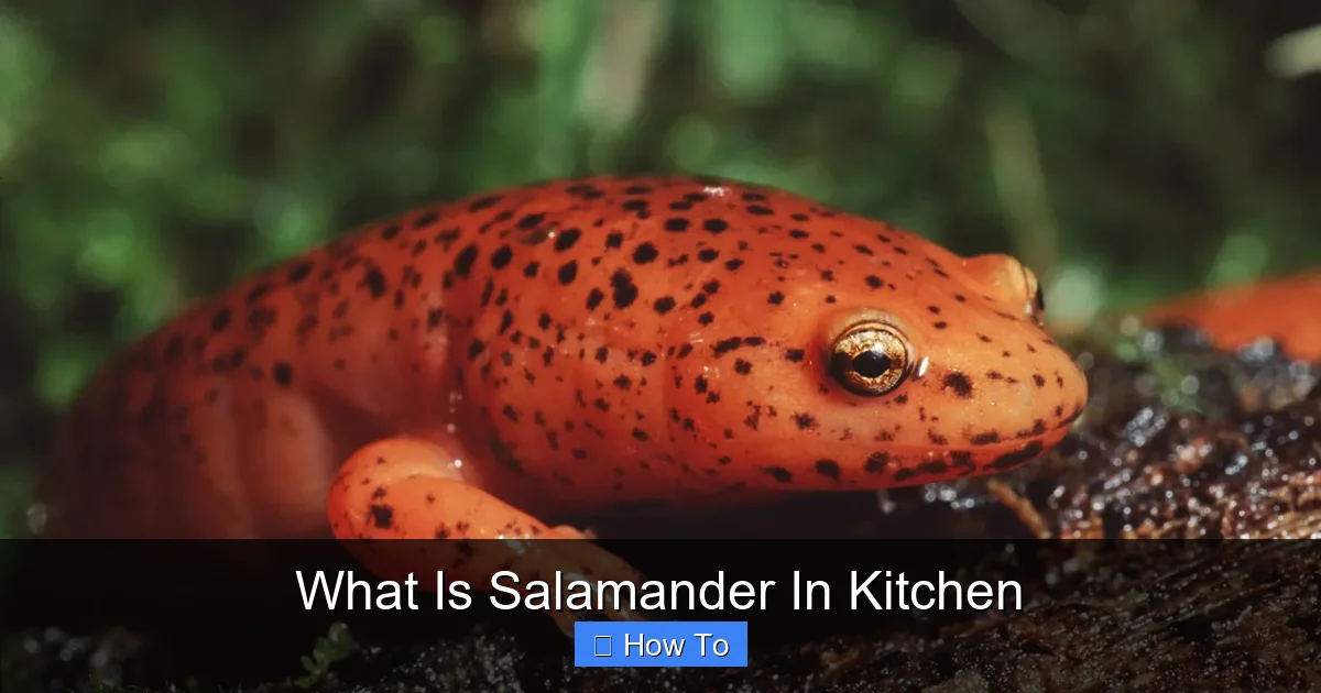 What Is Salamander In Kitchen